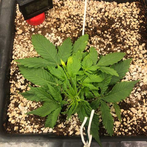 Gorilla Cookies auto growlog timeline photo