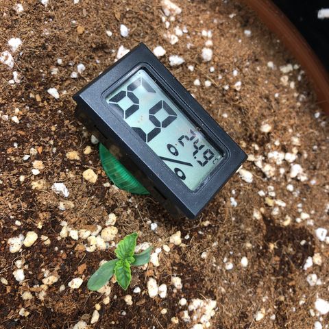 Banana Purple Punch Auto growlog photo: Patinho feio da família kkk mais na fé que vai virar cisne kkkkkkk