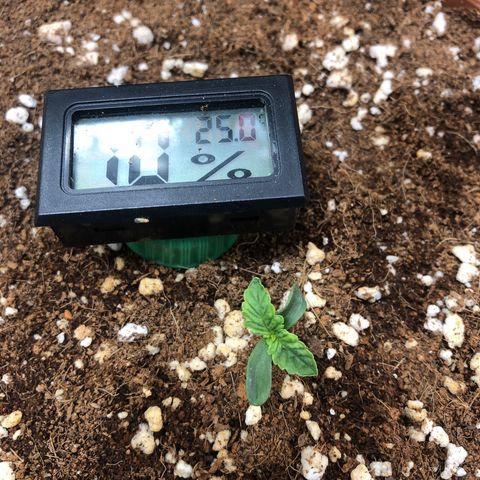 Banana Purple Punch Auto growlog timeline photo