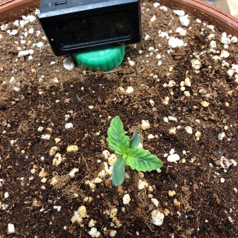 Banana Purple Punch Auto growlog photo: Tá ficando mais bonita 