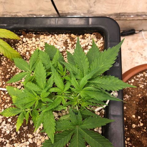 Gorilla Cookies auto growlog timeline photo