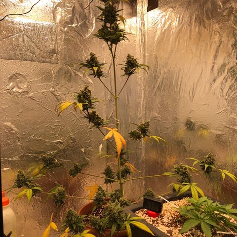 Gorilla Cookies Auto Santa Semente growlog timeline photo