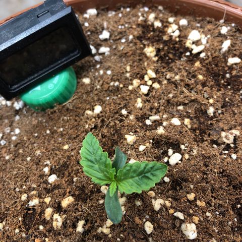 Banana Purple Punch Auto growlog photo: Difícil controlar esse calor dos inferno!
