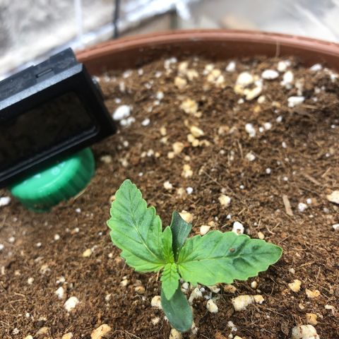 Banana Purple Punch Auto growlog photo: Tá fluindo!! 