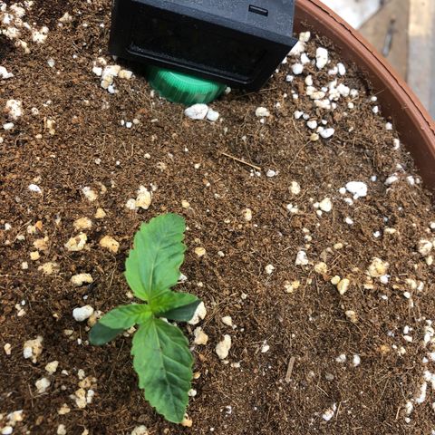Banana Purple Punch Auto growlog timeline photo