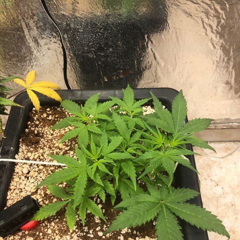 Gorilla Cookies auto growlog timeline photo