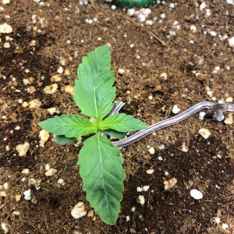 Banana Purple Punch Auto growlog timeline photo