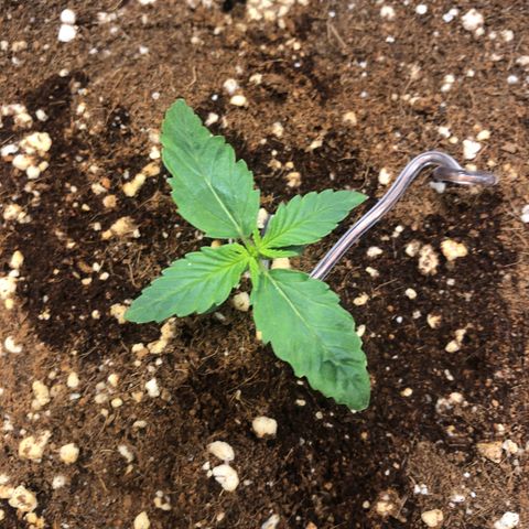 Banana Purple Punch Auto growlog timeline photo