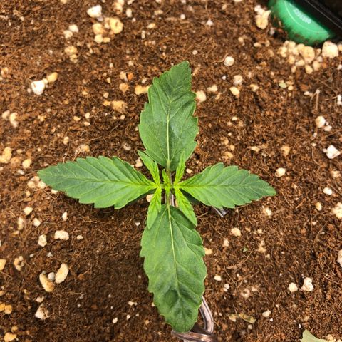 Banana Purple Punch Auto growlog timeline photo