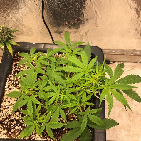 Gorilla Cookies auto growlog timeline photo