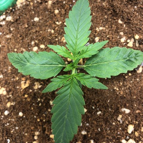 Banana Purple Punch Auto growlog photo: Ate entao se desenvolvendo bem, proxima rega ja com nutrientes l!