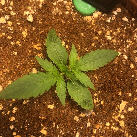 Banana Purple Punch Auto growlog timeline photo