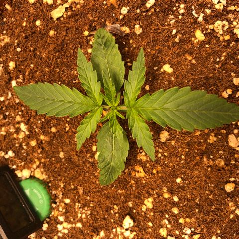 Banana Purple Punch Auto growlog timeline photo