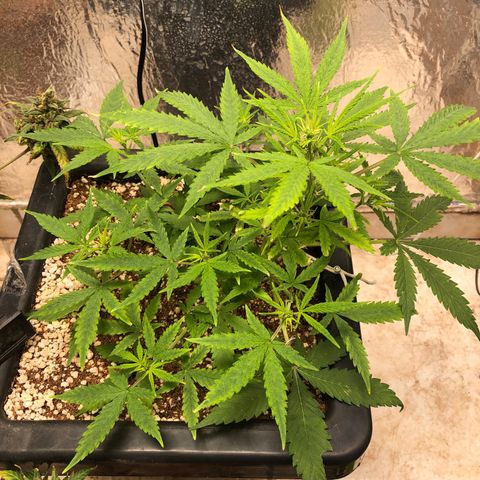Gorilla Cookies auto growlog timeline photo