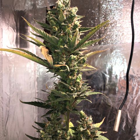 Gorilla Cookies Auto Santa Semente growlog timeline photo