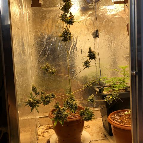 Gorilla Cookies Auto Santa Semente growlog timeline photo