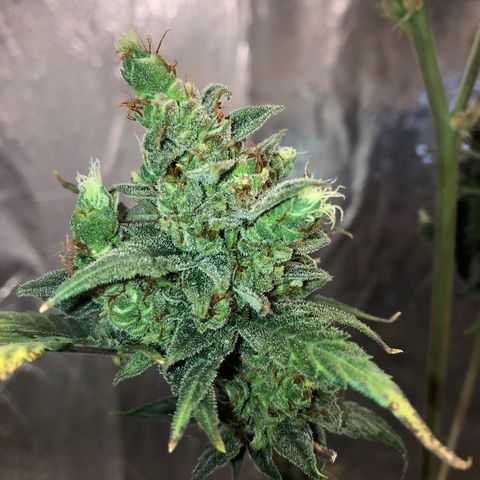 Gorilla Cookies Auto Santa Semente growlog timeline photo