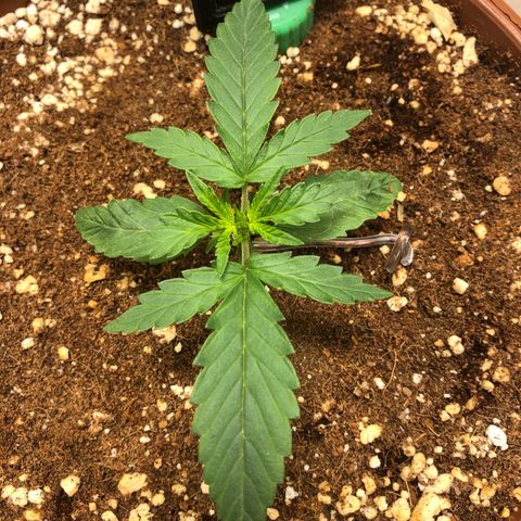 Banana Purple Punch Auto growlog photo: Inicio de rega com fert da Remo nutrientes!
