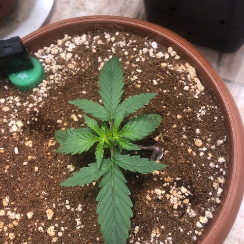 Banana Purple Punch Auto growlog photo: Ramificações laterais ja estao se desenvolvendo, estou surpreendido com a rapidez!