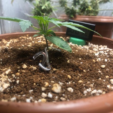 Banana Purple Punch Auto growlog photo: Ramificações laterais ja estao se desenvolvendo, estou surpreendido com a rapidez!
