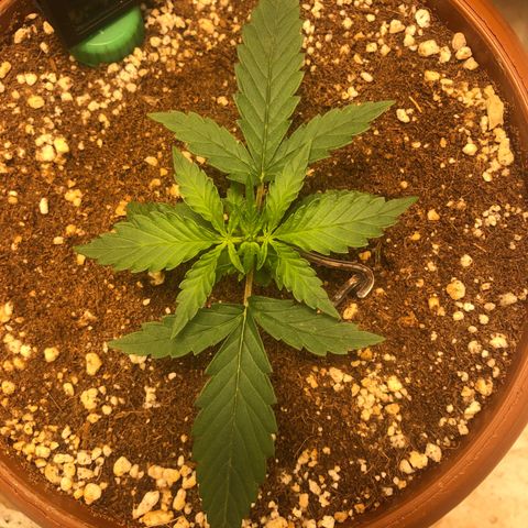 Banana Purple Punch Auto growlog timeline photo