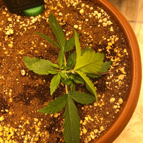 Banana Purple Punch Auto growlog photo: Primeira lst
Primeira rega com Remo nutrients, seguindo a tabela do fabricante!
