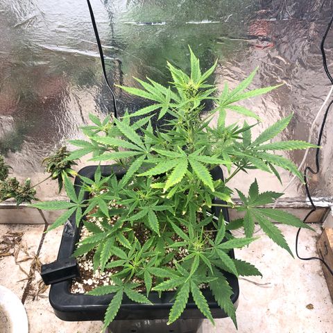 Gorilla Cookies auto growlog timeline photo