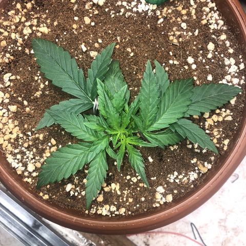 Banana Purple Punch Auto growlog timeline photo