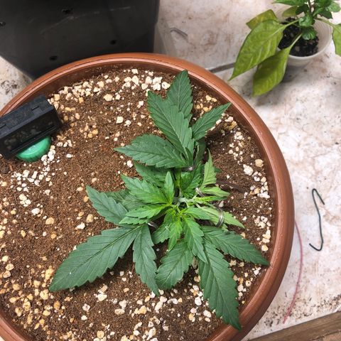 Banana Purple Punch Auto growlog photo: Ta indo bem, apresar do calor de 30graus, calma Sol, deixa que eu queimo ela na hora certa kkkkk