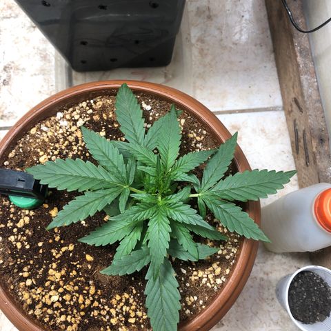 Banana Purple Punch Auto growlog timeline photo