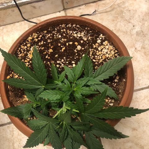 Banana Purple Punch Auto growlog photo: Cada dia mais linda!
