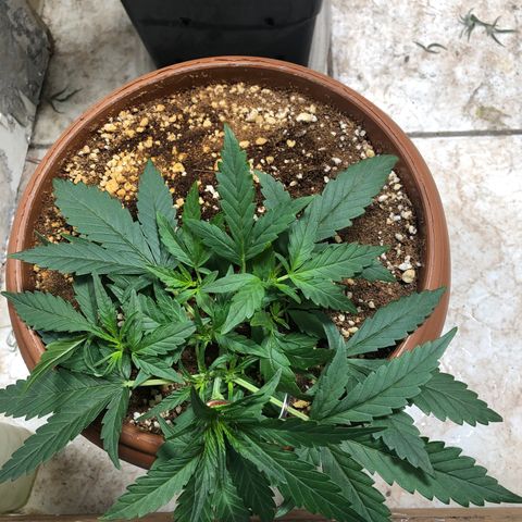 Banana Purple Punch Auto growlog timeline photo