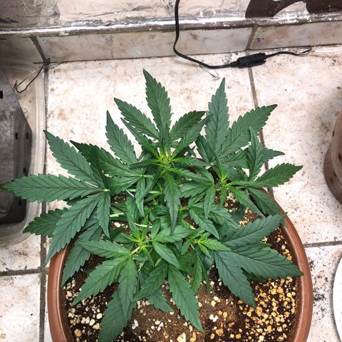 Banana Purple Punch Auto growlog photo: Cada dia mais linda! 