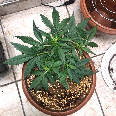 Banana Purple Punch Auto growlog timeline photo