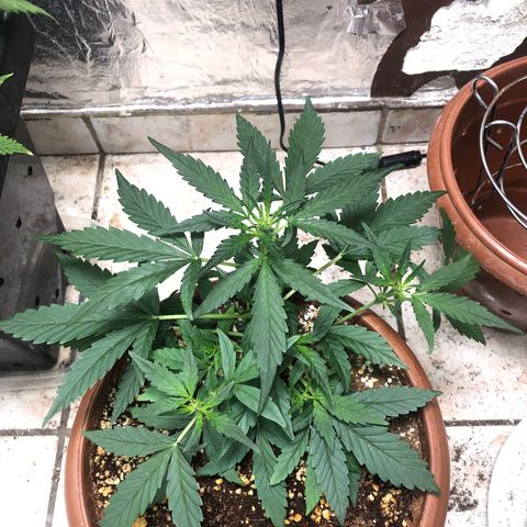 Banana Purple Punch Auto growlog timeline photo