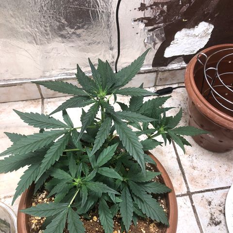 Banana Purple Punch Auto growlog photo: Mais um dia de calor batendo os 32 graus :/ mais estamos indo bem!