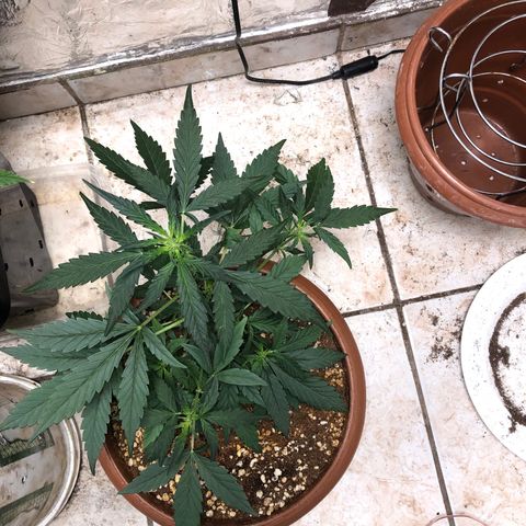 Banana Purple Punch Auto growlog timeline photo