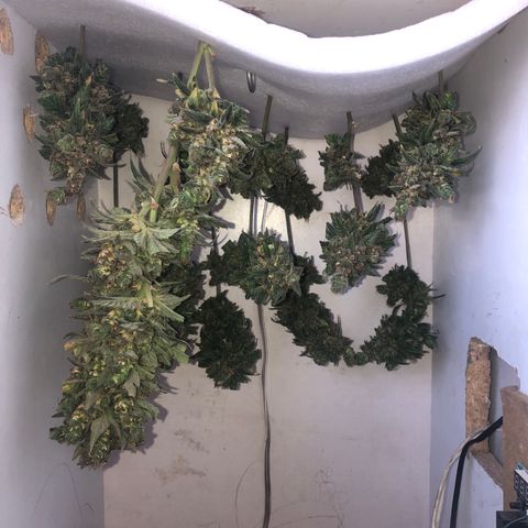 Gorilla Cookies Auto Santa Semente growlog photo: Doce doce doce kkkkkkkkkkkk
