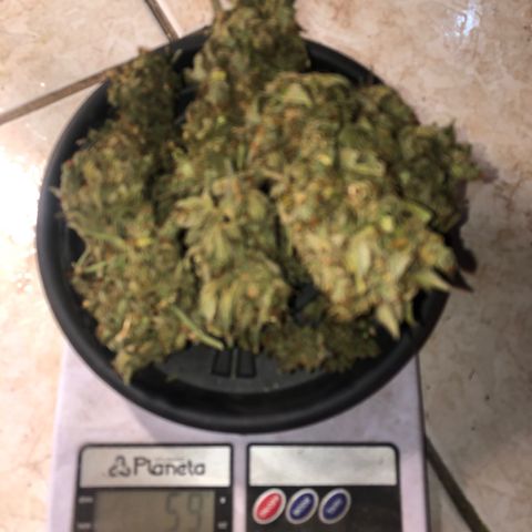 Gorilla Cookies Auto Santa Semente growlog photo: Doce doce doce kkkkkkkkkkkk