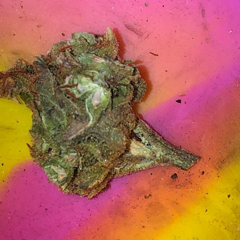 Gorilla Cookies Auto Santa Semente growlog photo: Doce doce doce kkkkkkkkkkkk