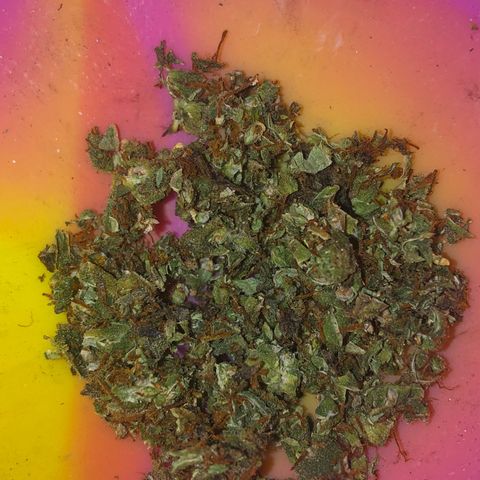 Gorilla Cookies Auto Santa Semente growlog photo: Doce doce doce kkkkkkkkkkkk
