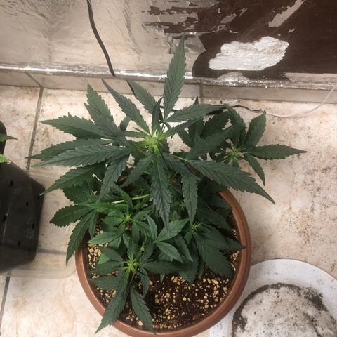 Banana Purple Punch Auto growlog timeline photo