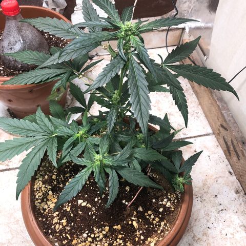 Banana Purple Punch Auto growlog photo: Poda forçada, cachorro comeu algumas folhas, algumas ja resinadas, agora tá doidão em casa, depois de uma bela lavagem no veterinário kkkkkkk