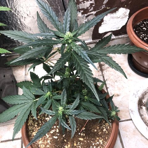 Banana Purple Punch Auto growlog timeline photo