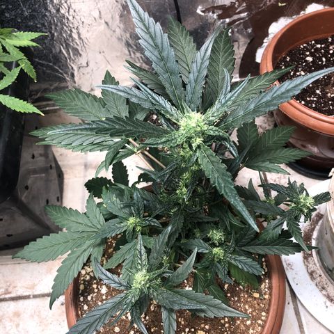 Banana Purple Punch Auto growlog timeline photo