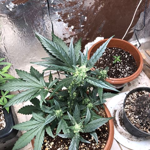 Banana Purple Punch Auto growlog photo: Apesar da onda de calor, por aqui continuar nevando kkk