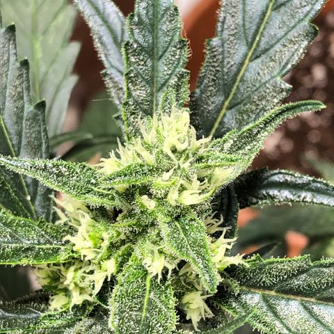 Banana Purple Punch Auto growlog timeline photo
