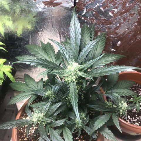 Banana Purple Punch Auto growlog photo: Calor ta foda, grow batendo os 37 graus! Derretendo minha resina :-(