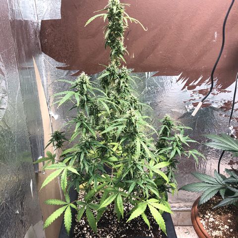 Gorilla Cookies auto growlog timeline photo