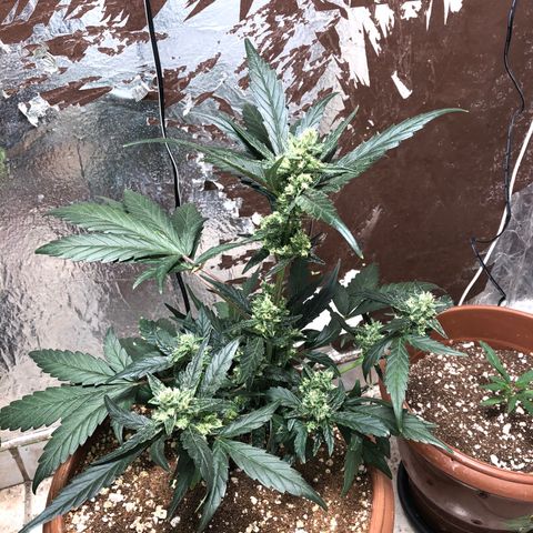 Banana Purple Punch Auto growlog timeline photo